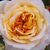 Żółto - różowy  - Róża nostalgie - Georges Denjean